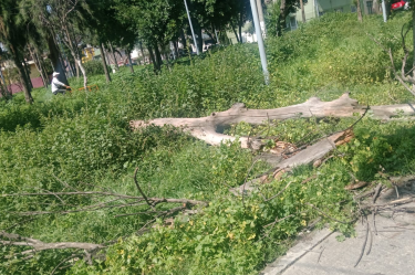 Personal Táctico Operativo seccionó el tronco y solicitó el retiro del producto de poda a la alcaldía