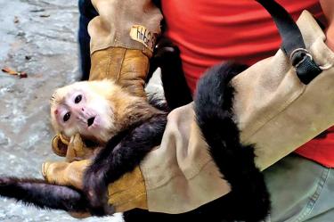 Mono capuchino del zoológico YUMKÁ, en Tabasco.