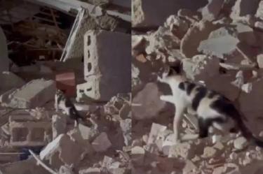 El gato fue grabado buscando en distintos puntos del inmueble destruido por los sismos.