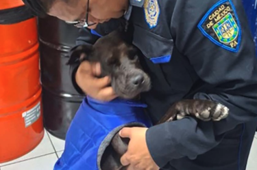 La Policía Auxiliar de CDMX adoptó a “Patotas”, perrita rescatada tras ser atropellada y amputada, que ahora vive en el Sector 73 Excalibur.