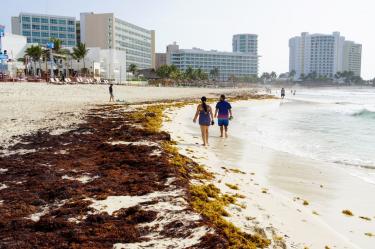 Pareja caminando por una playa con sargazo en la orilla y grandes hoteles de Cancún al fondo.