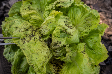 La FDA continúa el rastreo del brote de Cyclospora ligado a lechuga servida en Taco Bell, mientras un reportaje de The Wall Street Journal vincula a Taylor Farms con la cadena de suministro.