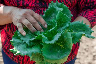 Una trabajadora agrícola sostiene una lechuga de hoja fresca durante labores de cosecha, en una imagen ilustrativa sobre las investigaciones por Cyclospora y seguridad alimentaria.