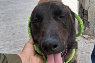 Un perro con una aparente lesión en la cola fue rescatado por autoridades estatales luego de que presuntamente la herida fue provocada con un machete en calles de Apodaca, en Nuevo León.