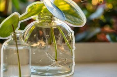 Plantas que enraízan en agua fáciles de cuidar