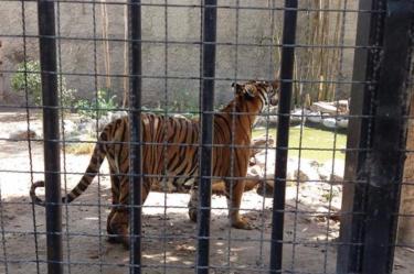 Tras el anuncio de cierre del Parque Morelos en Tijuana, la AZCARM exigió que la reubicación de animales se realice con aval médico y científico.