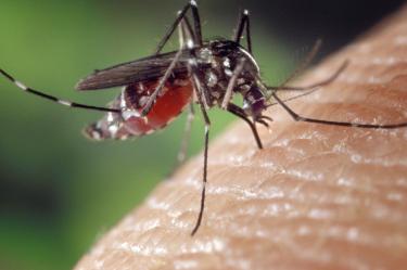 Repelente para el dengue: protección efectiva y uso correcto