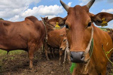 Productores esperan que la reapertura alivie la presión sobre el mercado ganadero.