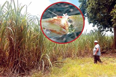 Ingenio azucarero en Veracruz y a detalle plaga de hongo fusarium.