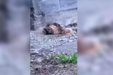 El ser sintiente fue rescatado de un hoyo donde estaba encadenado.