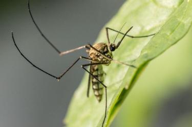 ¿Qué estudios confirman que tienes dengue y en qué día deben realizarse?
