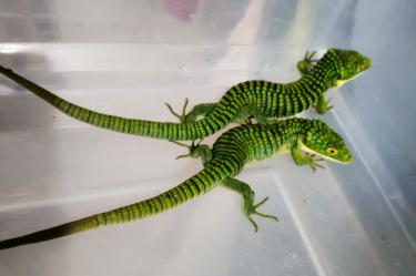 La Profepa detalló que el dragón mexicano es una especie catalogada como amenazada bajo la NOM-059-SEMARNAT-2010