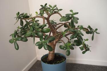 Riesgos de tener un árbol de jade en casa si tienes niños