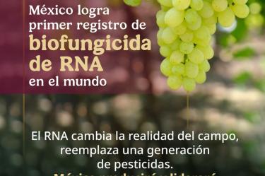 Víctor Hugo Borja Aburto, comisionado de Cofepris, resaltó que mientras México ya autorizó el registro sanitario, este biofungicida de RNA sigue siendo analizado en otras partes del mundo.