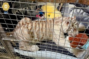 Las autoridades exhortaron a denunciar la posesión ilegal, el comercio o cualquier acto de maltrato hacia animales exóticos