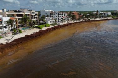 El arribo masivo de sargazo a las playas del Caribe Mexicano también impacta en la salud pública.