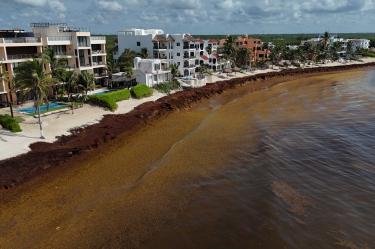 La crisis del sargazo en Quintana Roo no es solo ambiental, es un peligro latente para la salud humana.