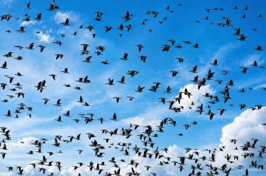 Gran cantidad de aves marinas vuela en distintas direcciones bajo un cielo azul con nubes blancas, formando varias bandadas.