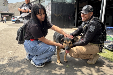 Jornada de adopción de perritos y gatitos