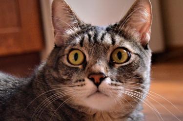 "One Health": ¿Por qué la salud de tu mascota determina el bienestar de todo tu hogar?