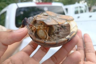 Las principales zonas donde se ubica esta especie son humedales, lagunas y arroyos en Puerto Vallarta, Jalisco