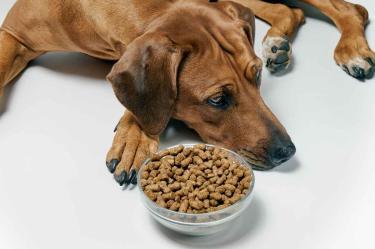 ¿Qué hacer si mi perro no quiere comer?