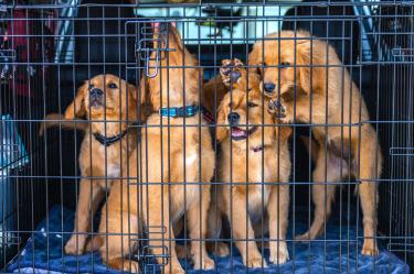 El consumo de carne de perro ha disminuido en Corea del Sur conforme han cambiado las costumbres y aumentado la tenencia de mascotas.