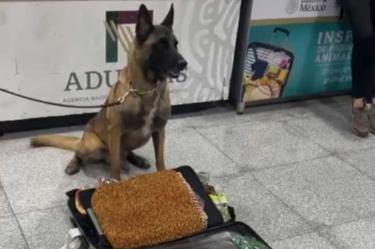 Max IV, el perrito policía del AICM
