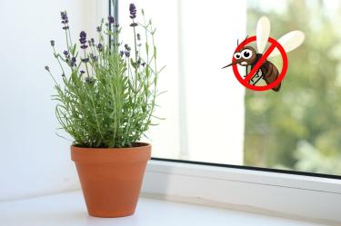 ¿Qué plantas ahuyentan mosquitos?