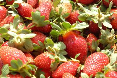 Fresas