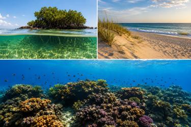 Collage de ecosistemas costeros con un manglar, una duna de playa y un arrecife de coral bajo el agua.