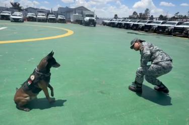 Cada agente canino recibe un entrenamiento disciplinado y adaptado a sus propias habilidades y características físicas.