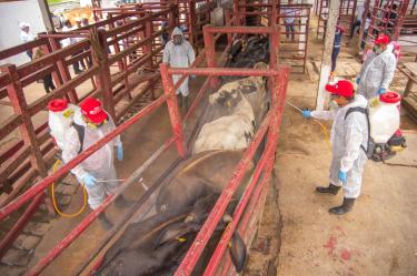 Sonora activa cerco sanitario por gusano barrenador previo a exportar a EU