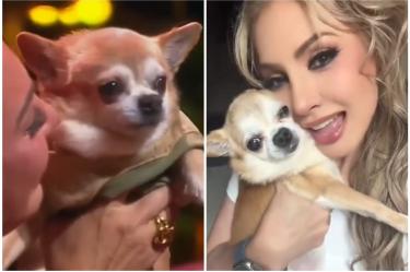 Bruno, el perrito de Paty Navidad murió
