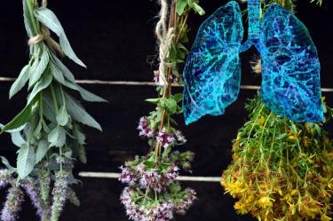Plantas medicinales para los pulmones: ¿cuáles son y son seguras?