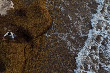 El nuevo Mar de los Sargazos del Golfo de México cubre un polígono de 500 mil kilómetros cuadrados.