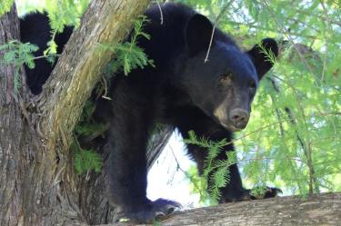 Fue liberado con éxito el pasado 17 de agosto de 2026 en un Área de Protección de Flora y Fauna del estado.