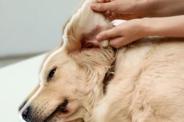 ¿Cómo saber si un perro tiene infección de oído?