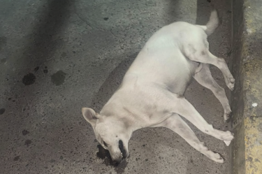 Colectivos y autoridades de Ixtapaluca investigan la muerte de perros por alimento envenenado en el fraccionamiento San Buenaventura.