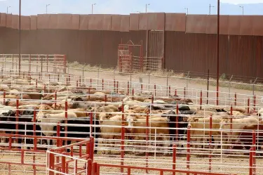 A solo cinco días de reanudarse, EU frenó nuevamente la exportación de ganado mexicano desde Agua Prieta, Sonora.