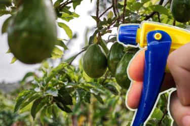 ¿Cómo eliminar la plaga de las hojas del árbol de aguacate?