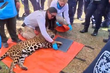 Los bomberos de CDMX han participado en el manejo de más de cuatro mil 400 animales