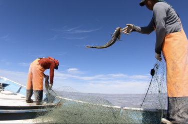 Se adelanta la temporada de curvina golfina en el Alto Golfo.