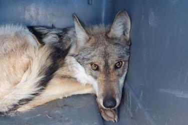 Lobo mexicano