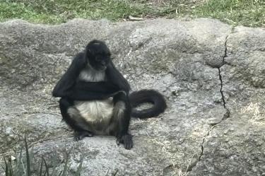 Visitantes consultados destacaron que observaron a los animales apáticos.