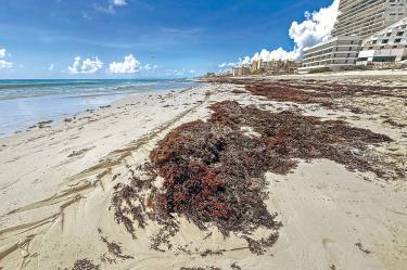 Playa de Cancún, Quintana Roo, afectada por sargazo.