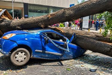 Arbol cae