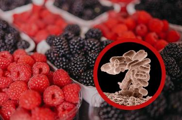 La FDA recomendó desechar o devolver los frutos rojos incluidos en el retiro.