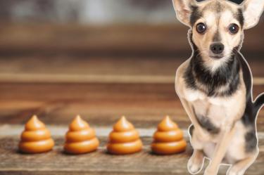 Esto revelan las heces de tu mascota de su salud