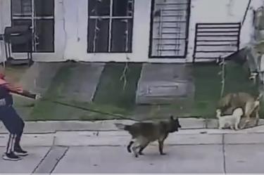 Médico al momento en que su perro ataca a un can callejero